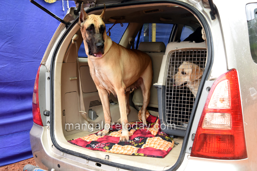 Canine Show